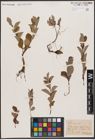 Foto von Salix aurita L.